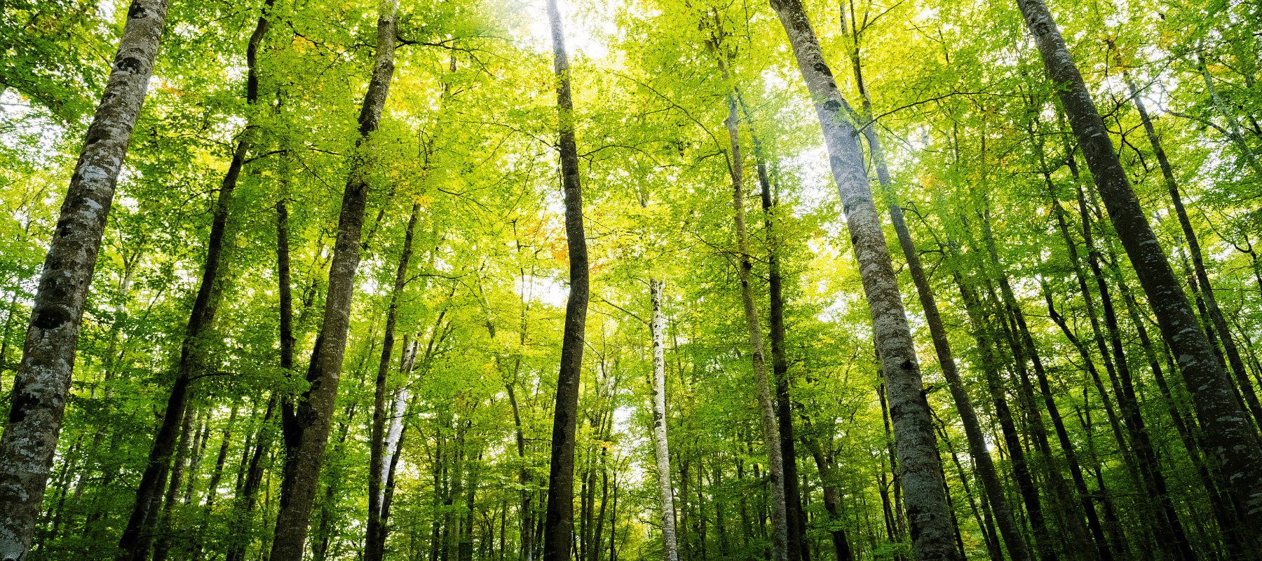 Quick wins vs. deep dives: choosing the right LCA tier for your business